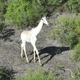 The only known white giraffe in the world.
